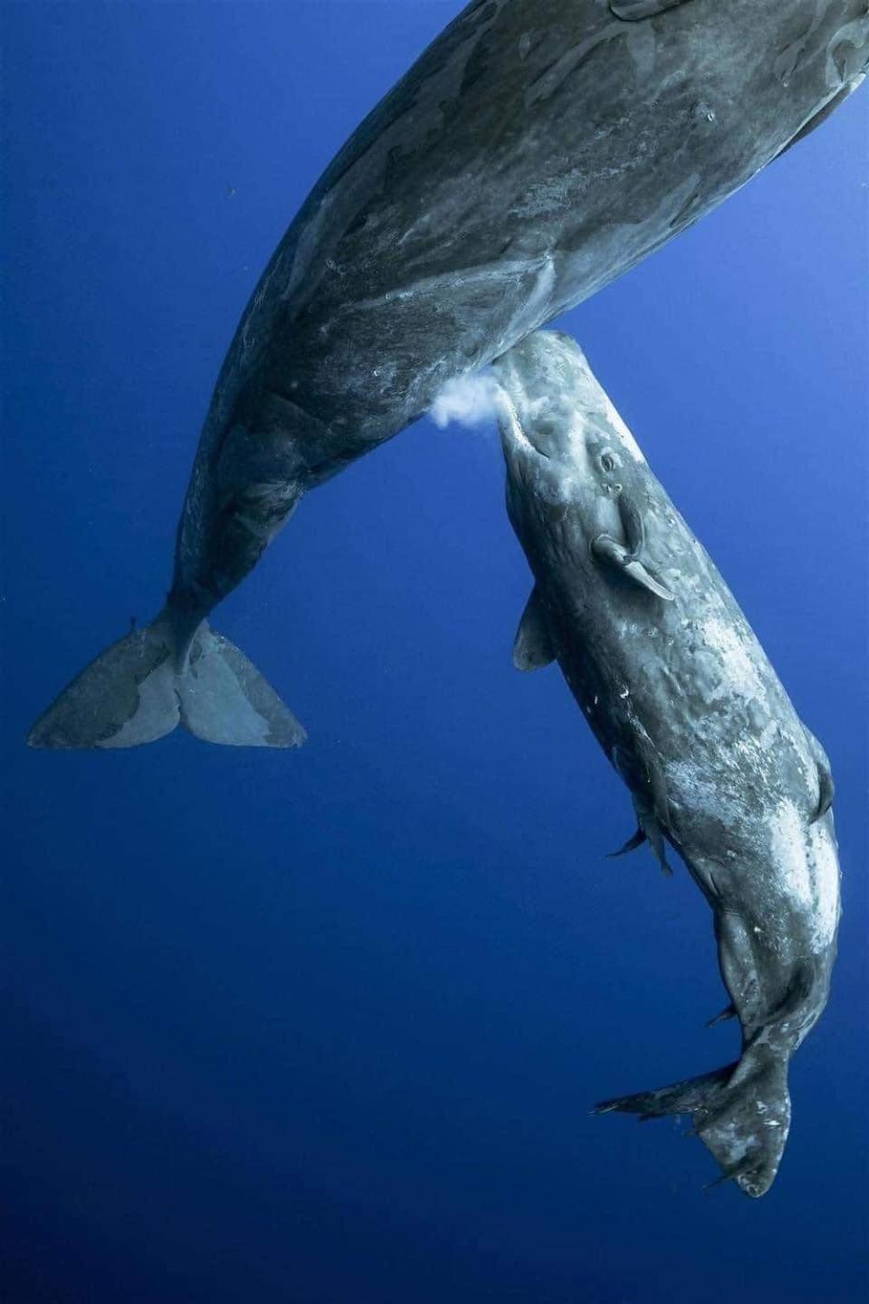 Hotel- Whale Tours And Sport Fishing Vista Mag-Bay Puerto San Carlos Экстерьер фото